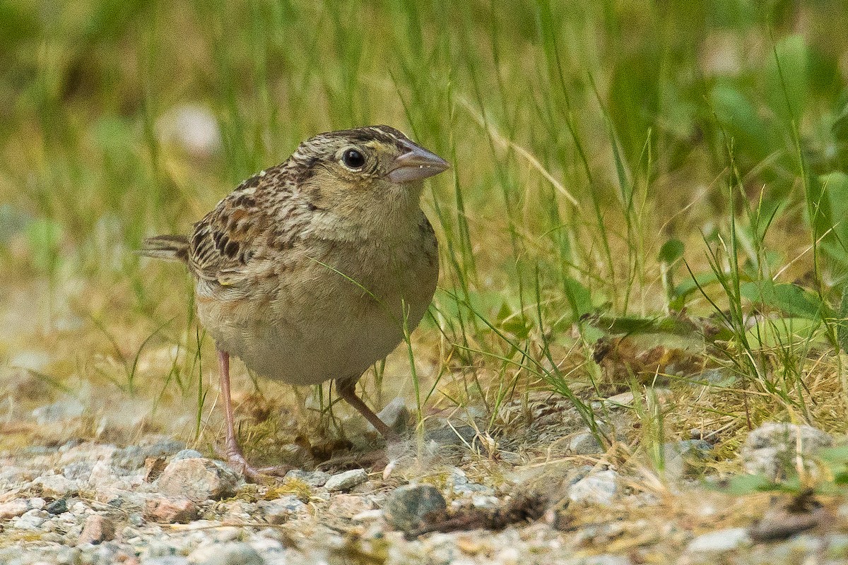 Grasshopper Sparrow - John Reynolds