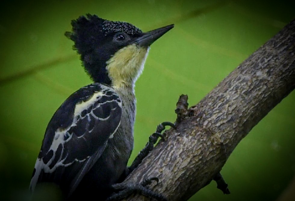 Heart-spotted Woodpecker - Sathish Ramamoorthy