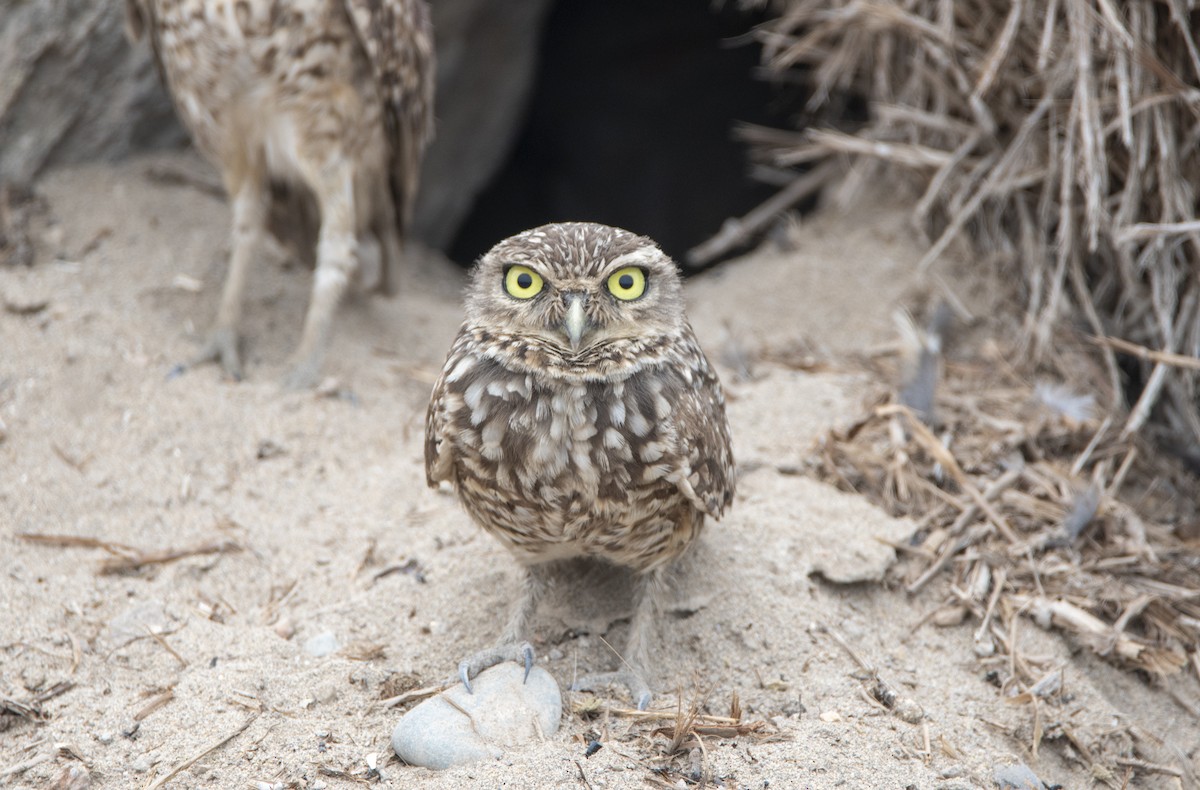 Burrowing Owl - ML289896331