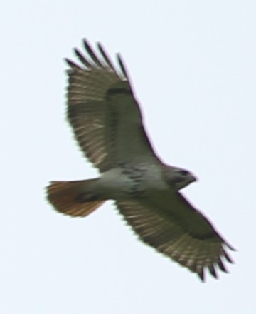 Red-tailed Hawk - ML28989691