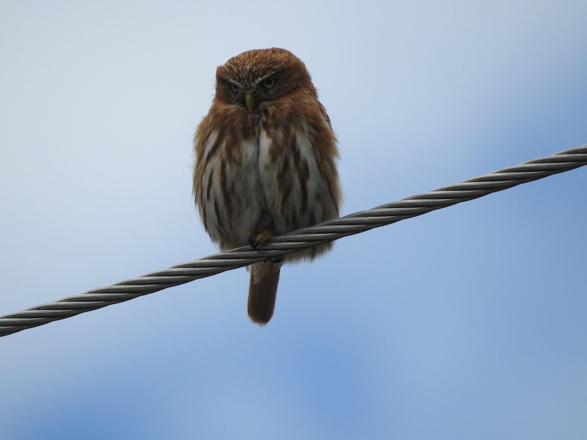 Peruvian Pygmy-Owl - ML289897051