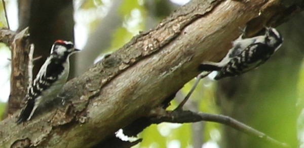 Downy Woodpecker - ML28989781