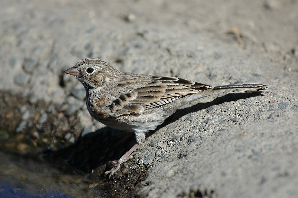 Vesper Sparrow - ML28989851