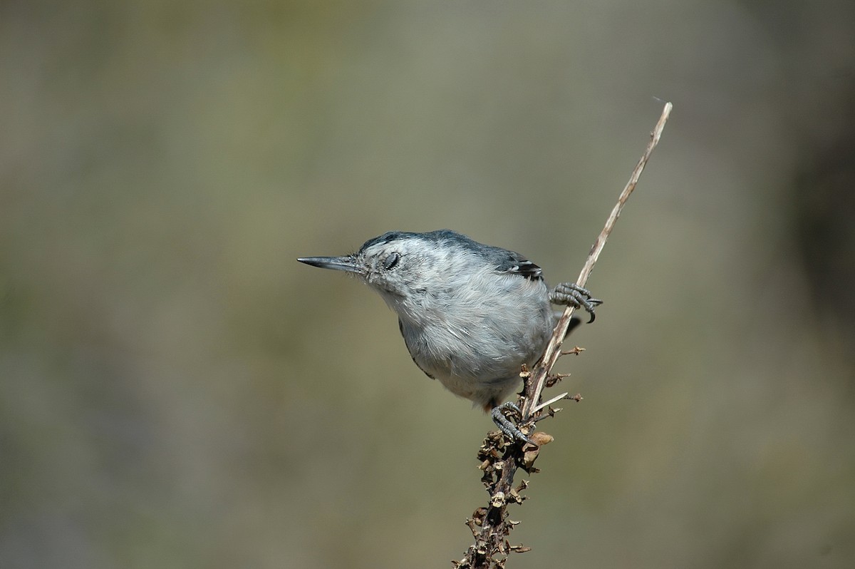 White-breasted Nuthatch - ML28990151