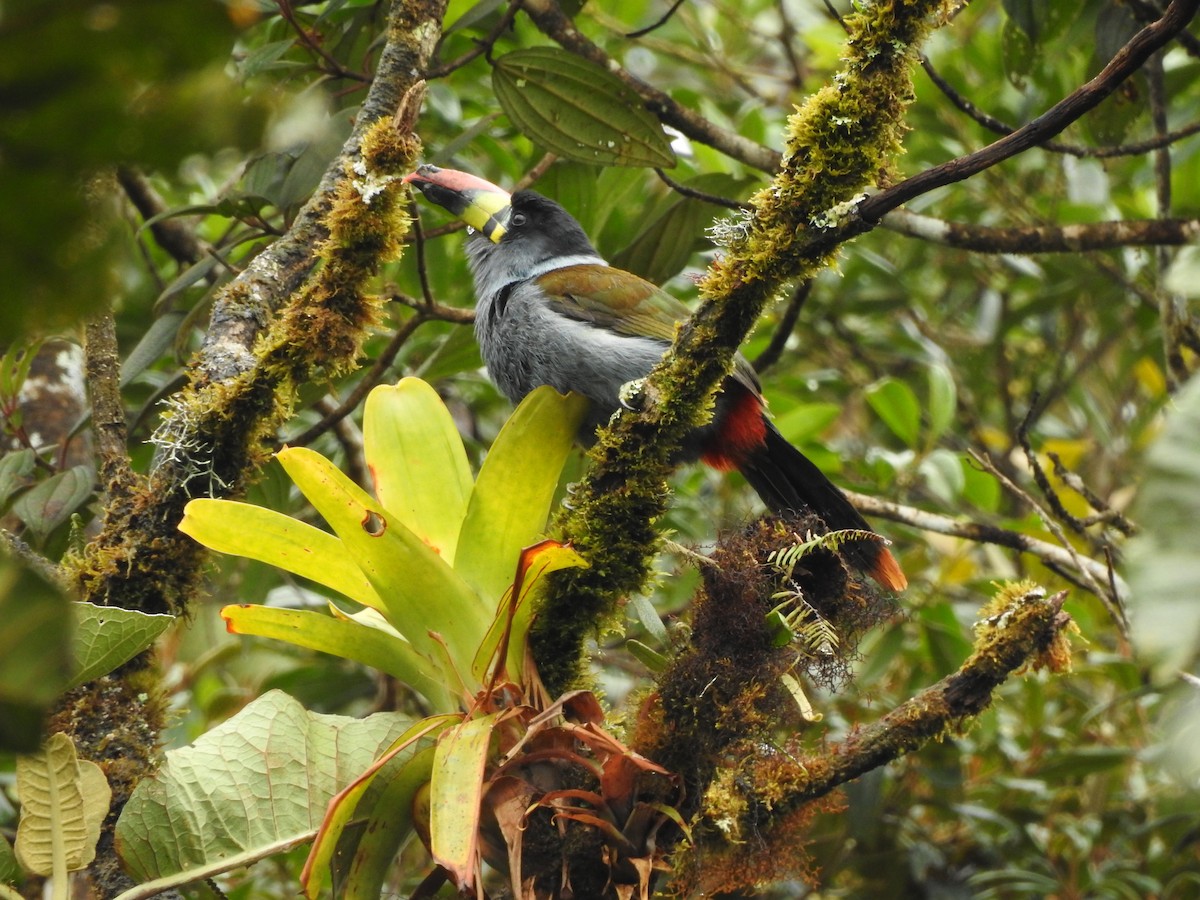 Gray-breasted Mountain-Toucan - ML289904231