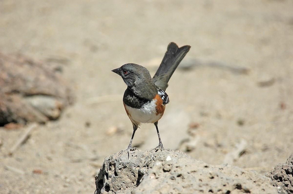Spotted Towhee - ML28990911