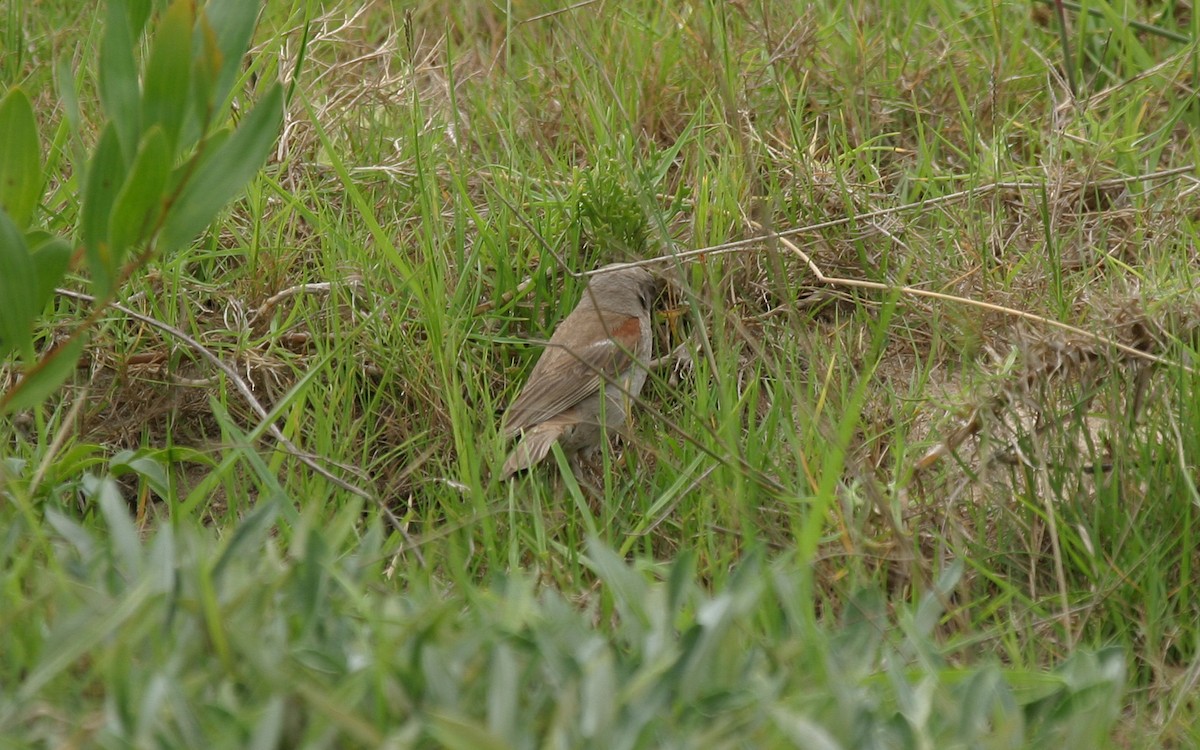 Southern Gray-headed Sparrow - ML289911021