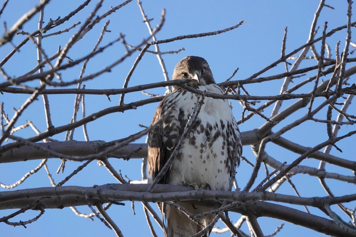 Red-tailed Hawk - ML289911191