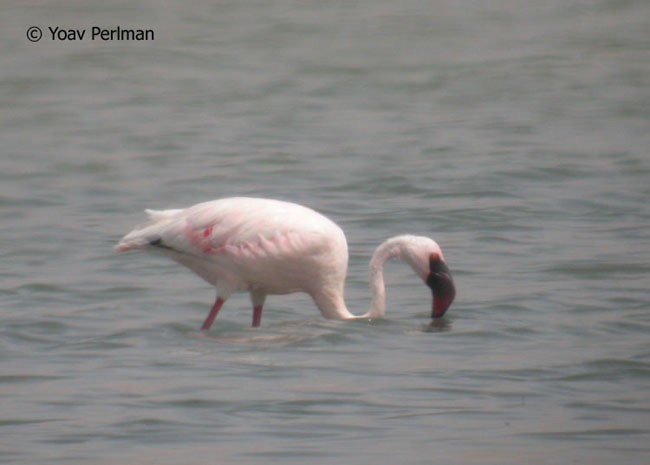 Lesser Flamingo - ML289912331
