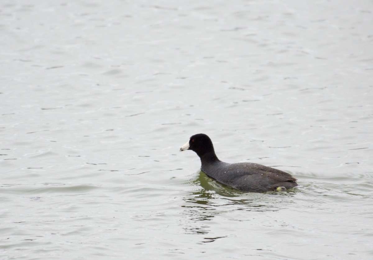 American Coot (Red-shielded) - Simon Boivin