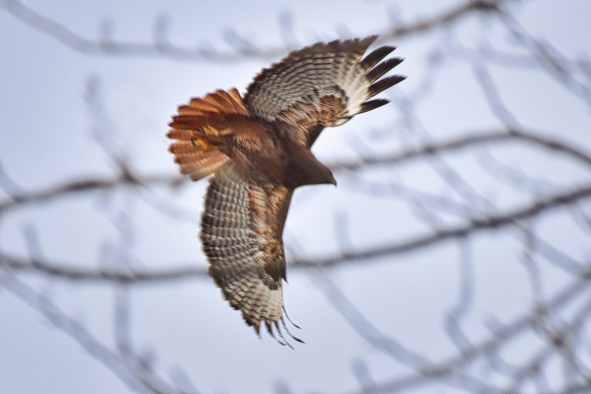 Red-tailed Hawk - ML289912751