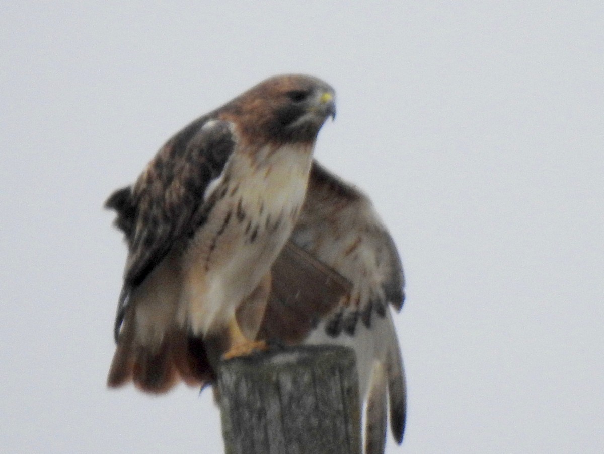 Red-tailed Hawk - ML289914261