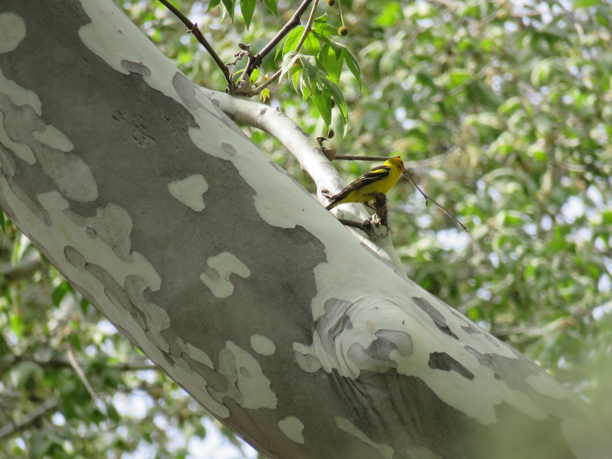 Western Tanager - ML28992621