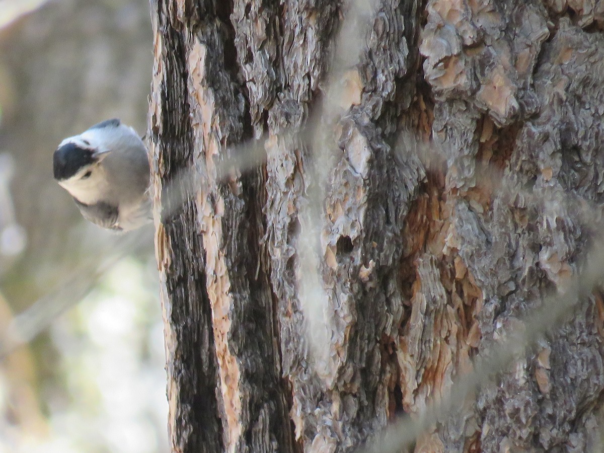 White-breasted Nuthatch - ML28993241