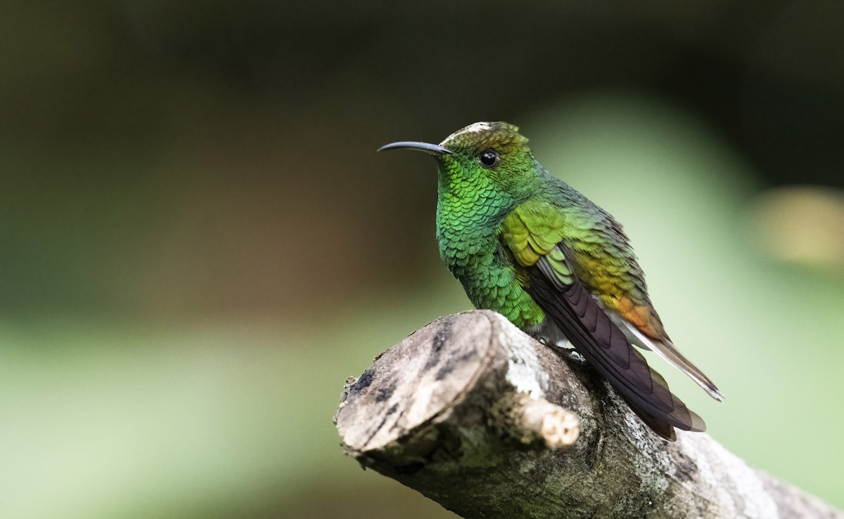 Coppery-headed Emerald - Marky Mutchler