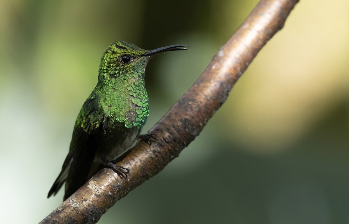 kolibřík měděnohlavý - ML289934751