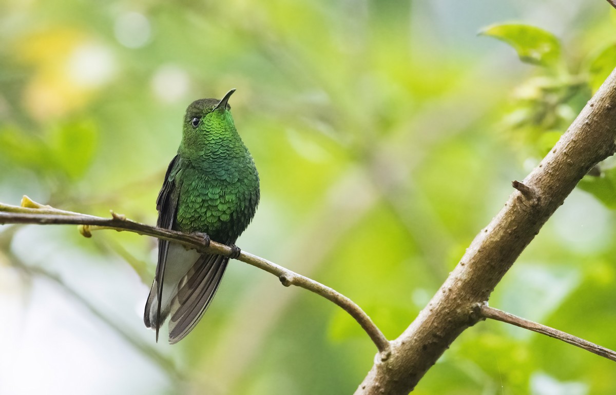 kolibřík měděnohlavý - ML289934951