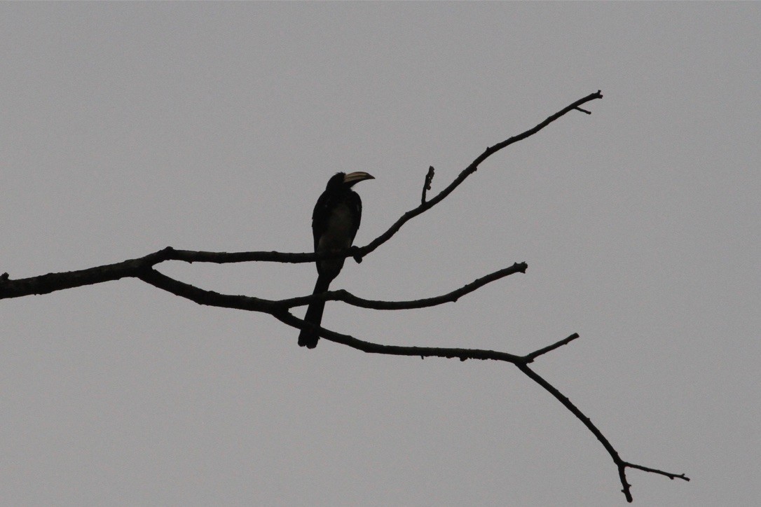 Congo Pied Hornbill - Ryan Terrill