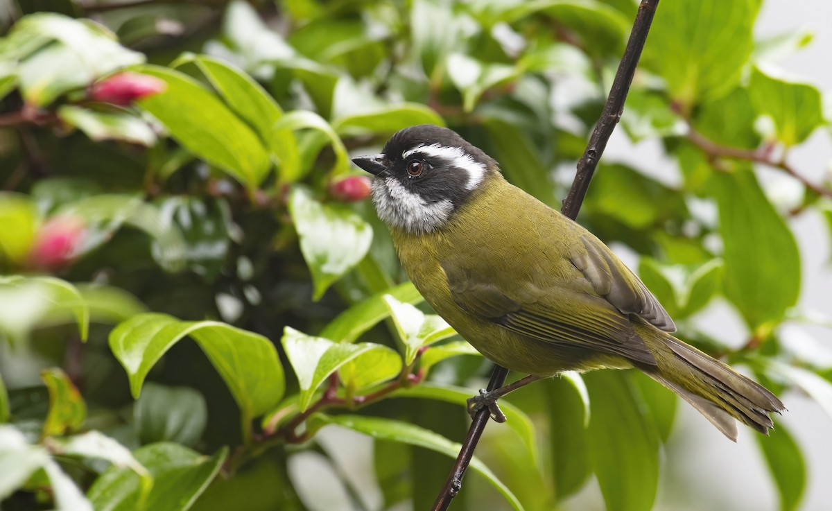 Sooty-capped Chlorospingus - Marky Mutchler