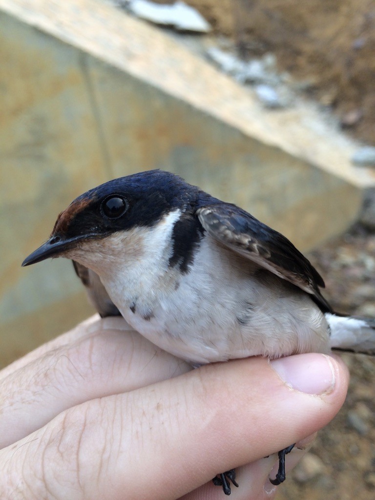 Ethiopian Swallow - ML289935651