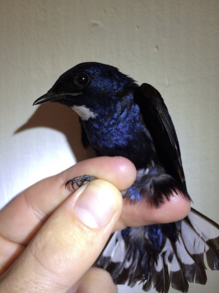 White-throated Blue Swallow - Ryan Terrill