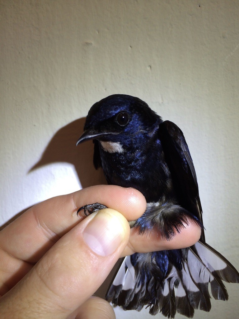White-throated Blue Swallow - ML289939461