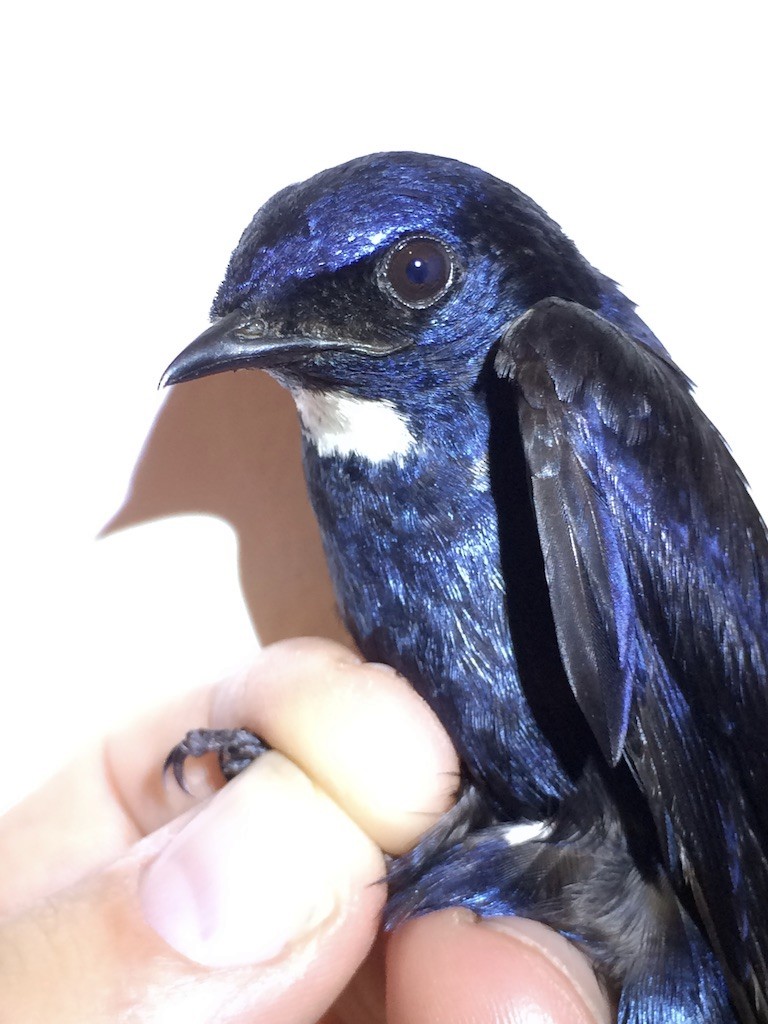 White-throated Blue Swallow - ML289939541