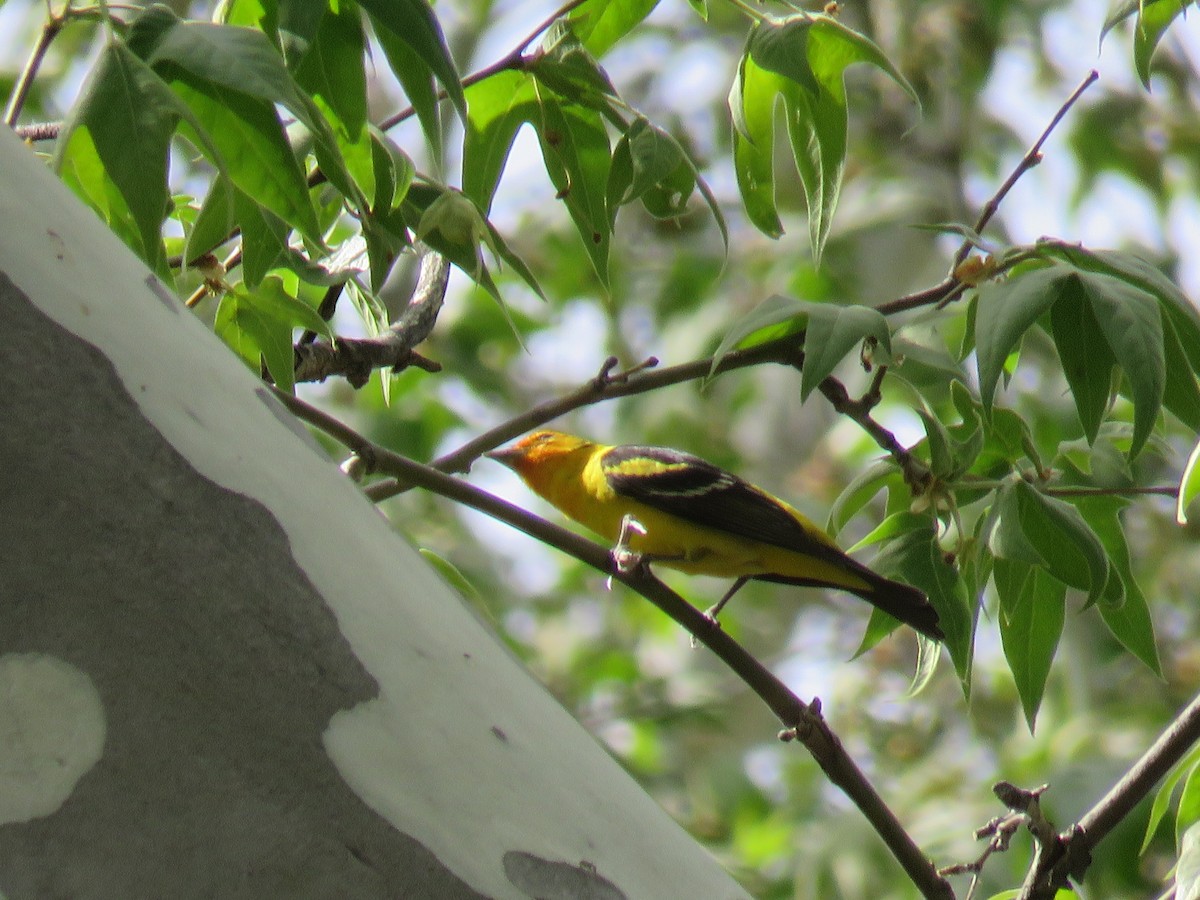 Western Tanager - ML28994061
