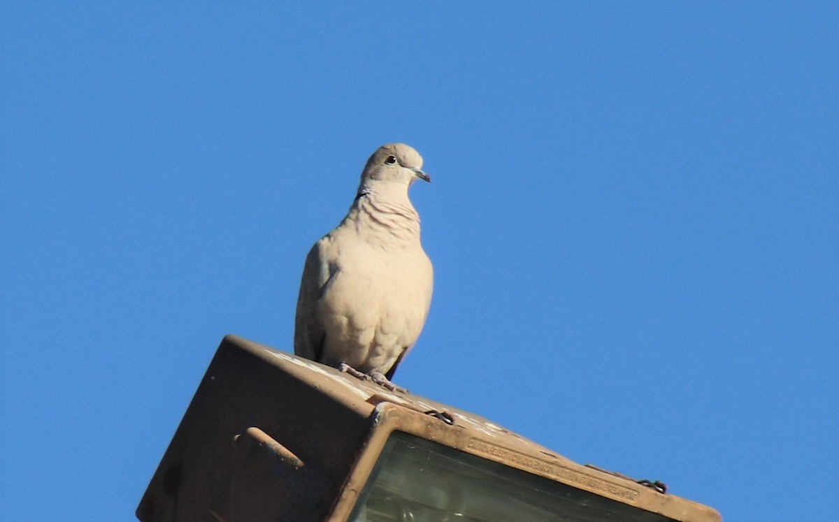 Eurasian Collared-Dove - Millie and Peter Thomas