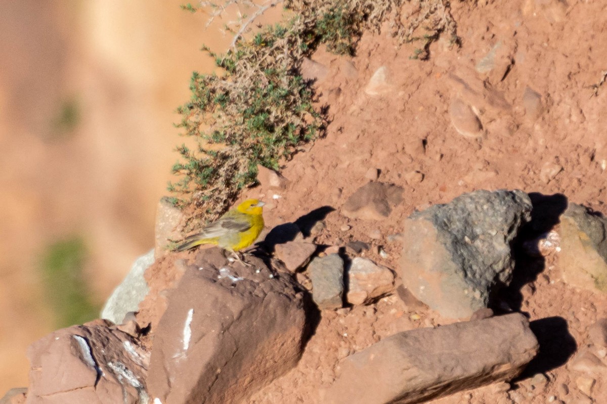 Greater Yellow-Finch - ML289944001
