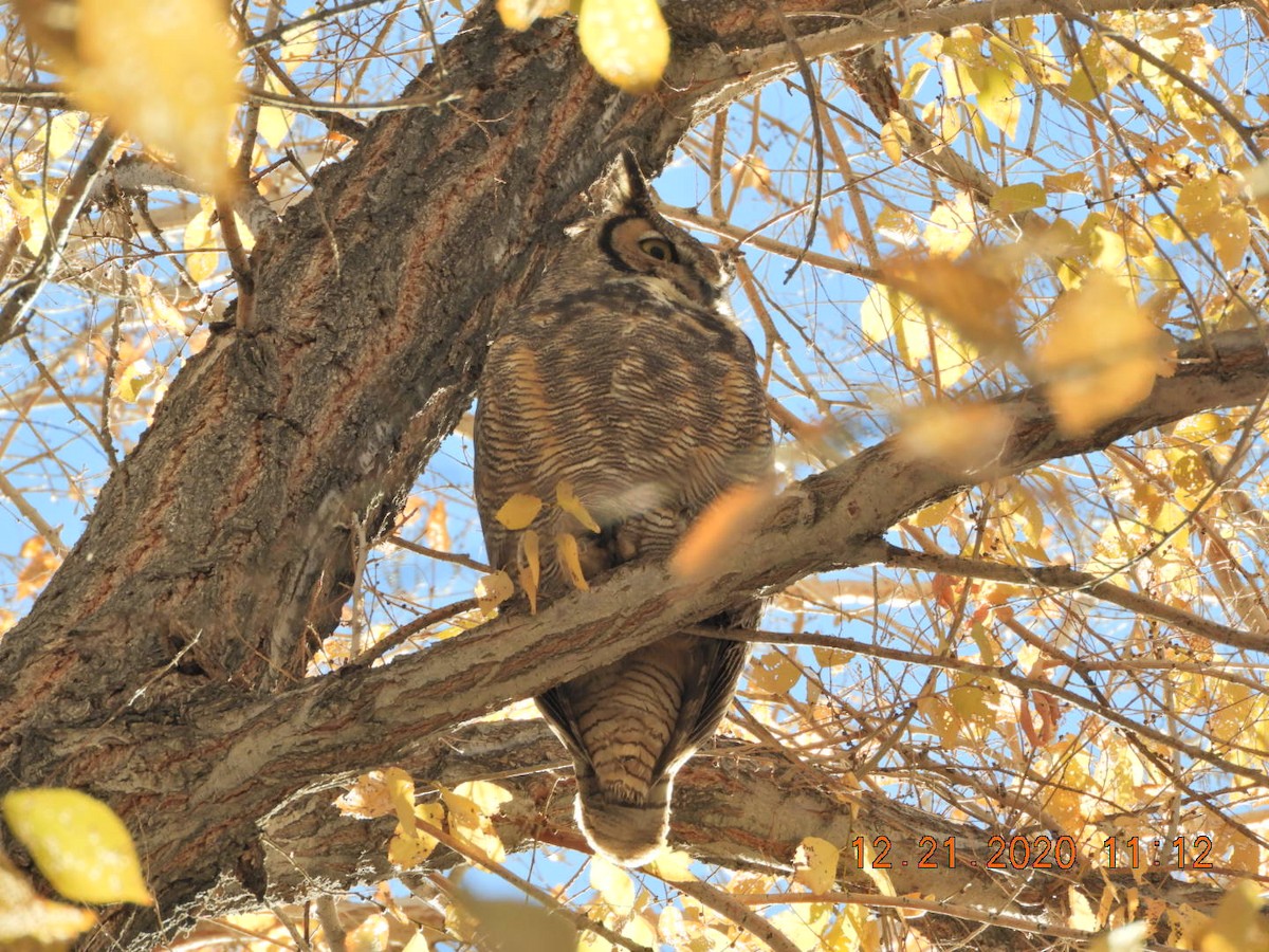 Great Horned Owl - ML289944381