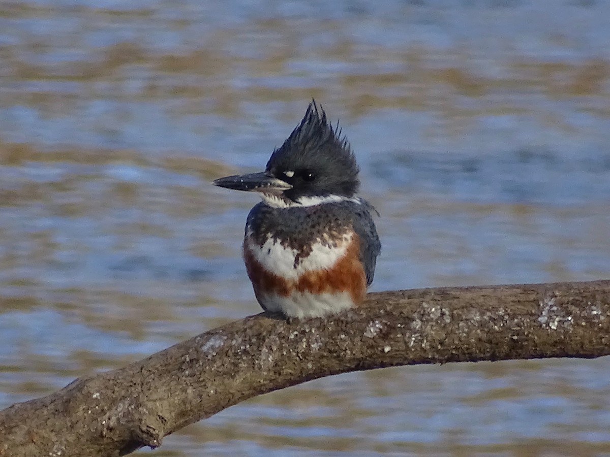 Belted Kingfisher - Jeffrey Roth