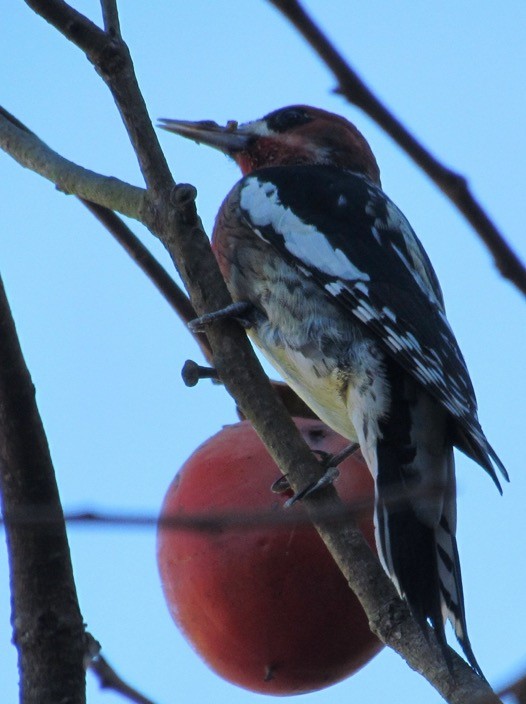 Red-breasted Sapsucker - ML289956001