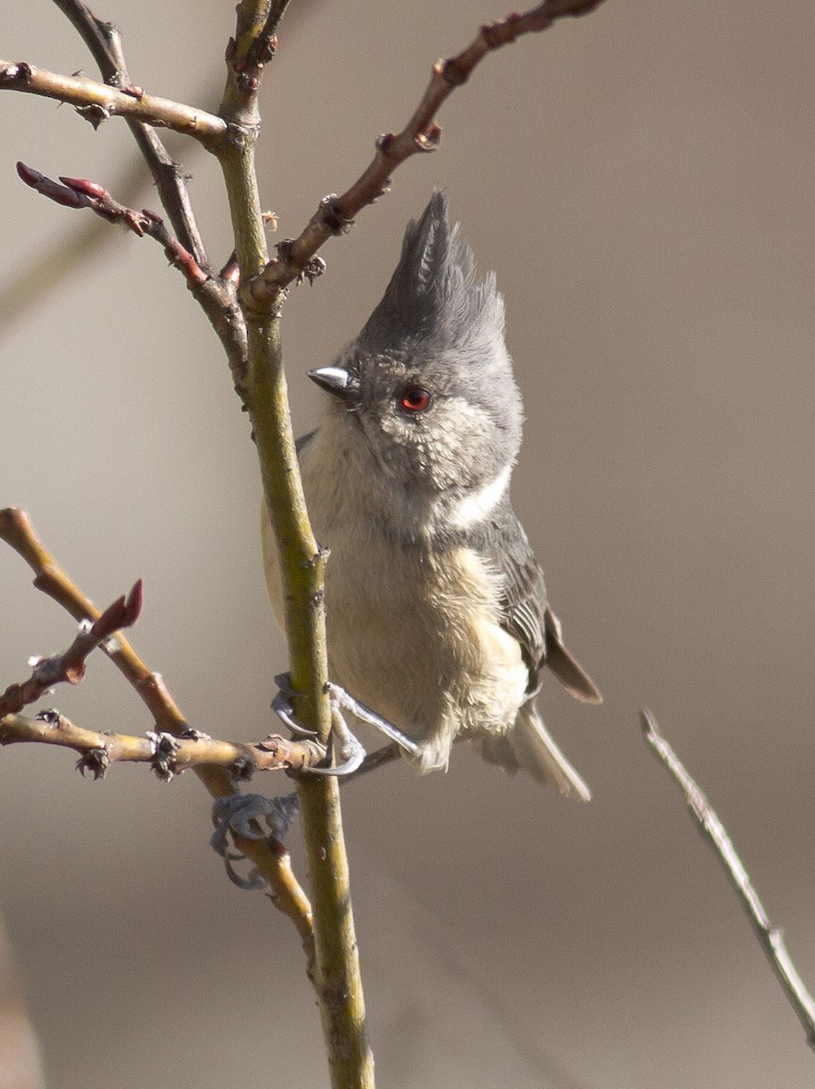Gray-crested Tit - ML289957801