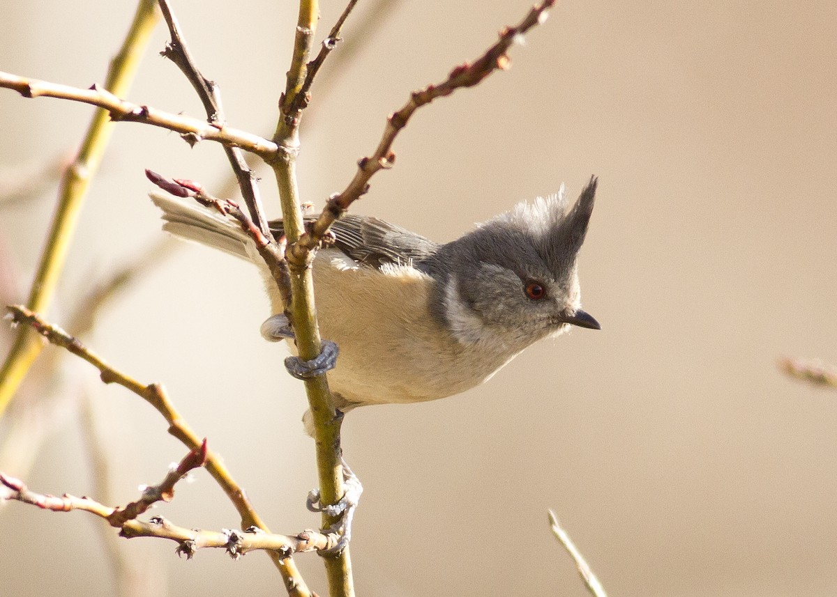 Gray-crested Tit - ML289957891