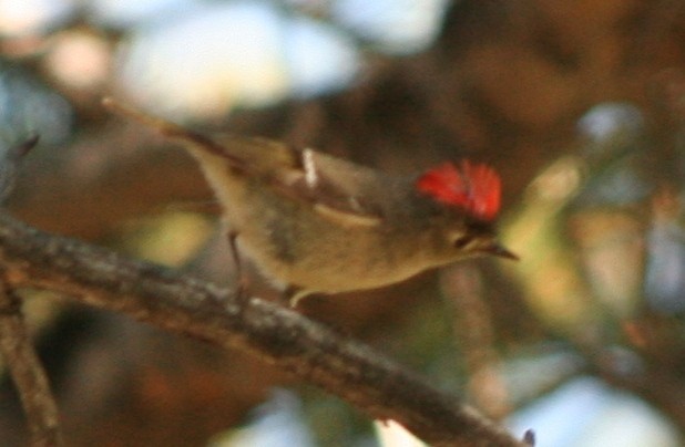 Ruby-crowned Kinglet - William Crain