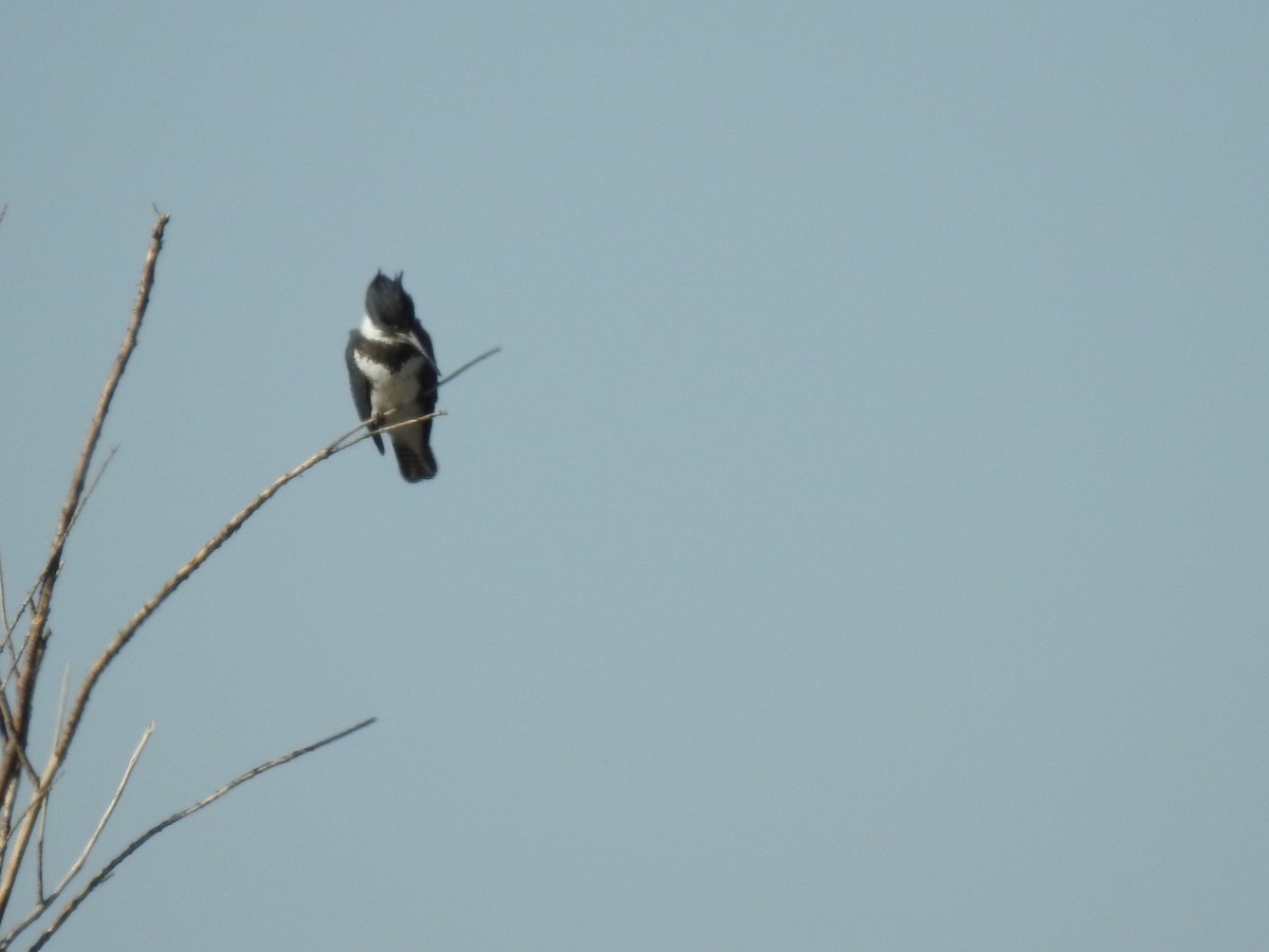 Belted Kingfisher - ML289961011