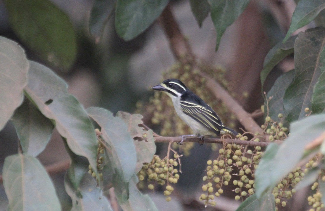 Yellow-throated Tinkerbird - ML289961041