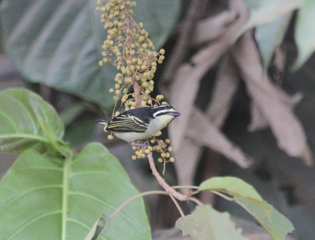 Yellow-throated Tinkerbird - ML289961071