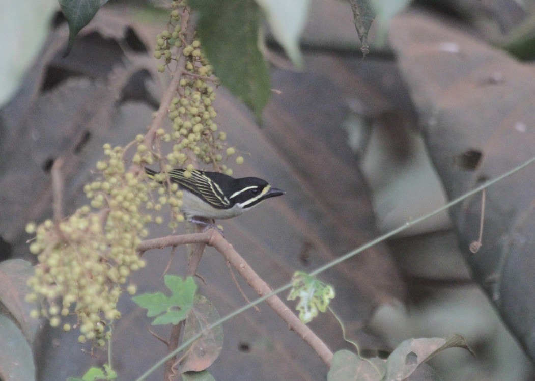 Yellow-throated Tinkerbird - ML289961211