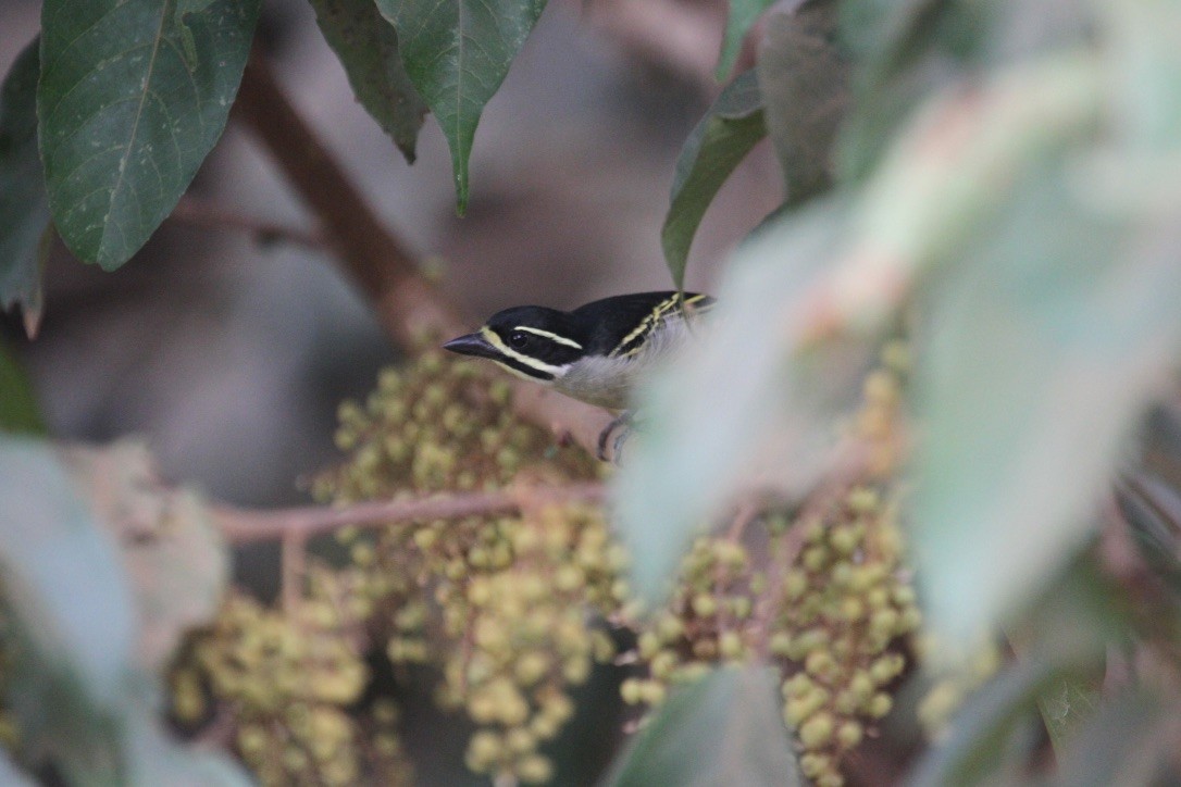 Yellow-throated Tinkerbird - ML289961891