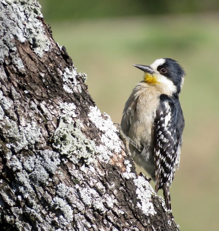 White-fronted Woodpecker - ML289962991