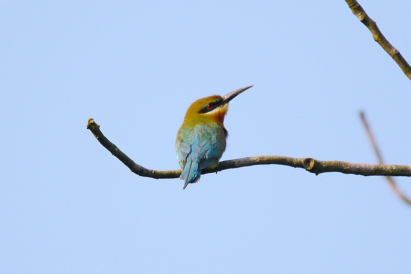 Blue-tailed Bee-eater - Roland Lo