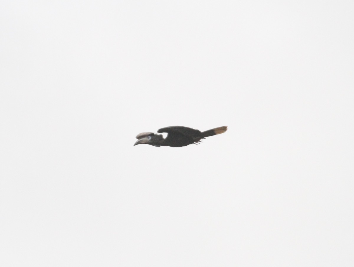 Black-casqued Hornbill - Ryan Terrill