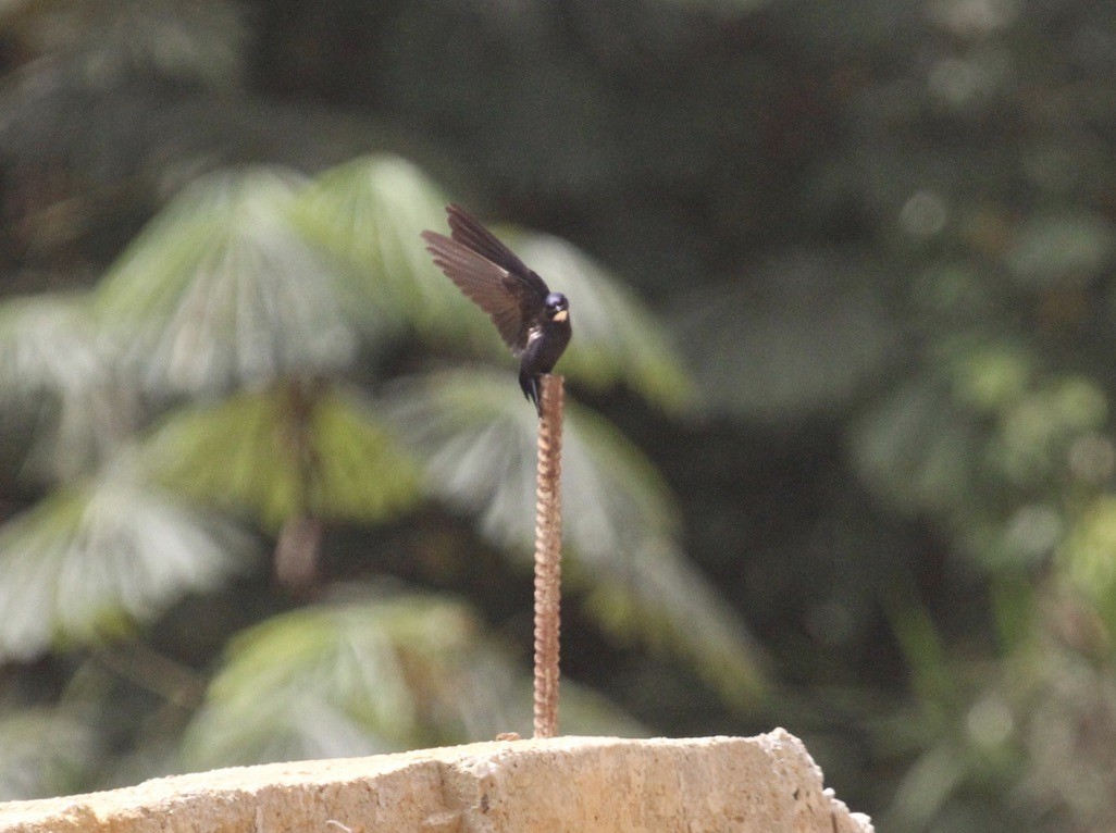White-throated Blue Swallow - ML289965781
