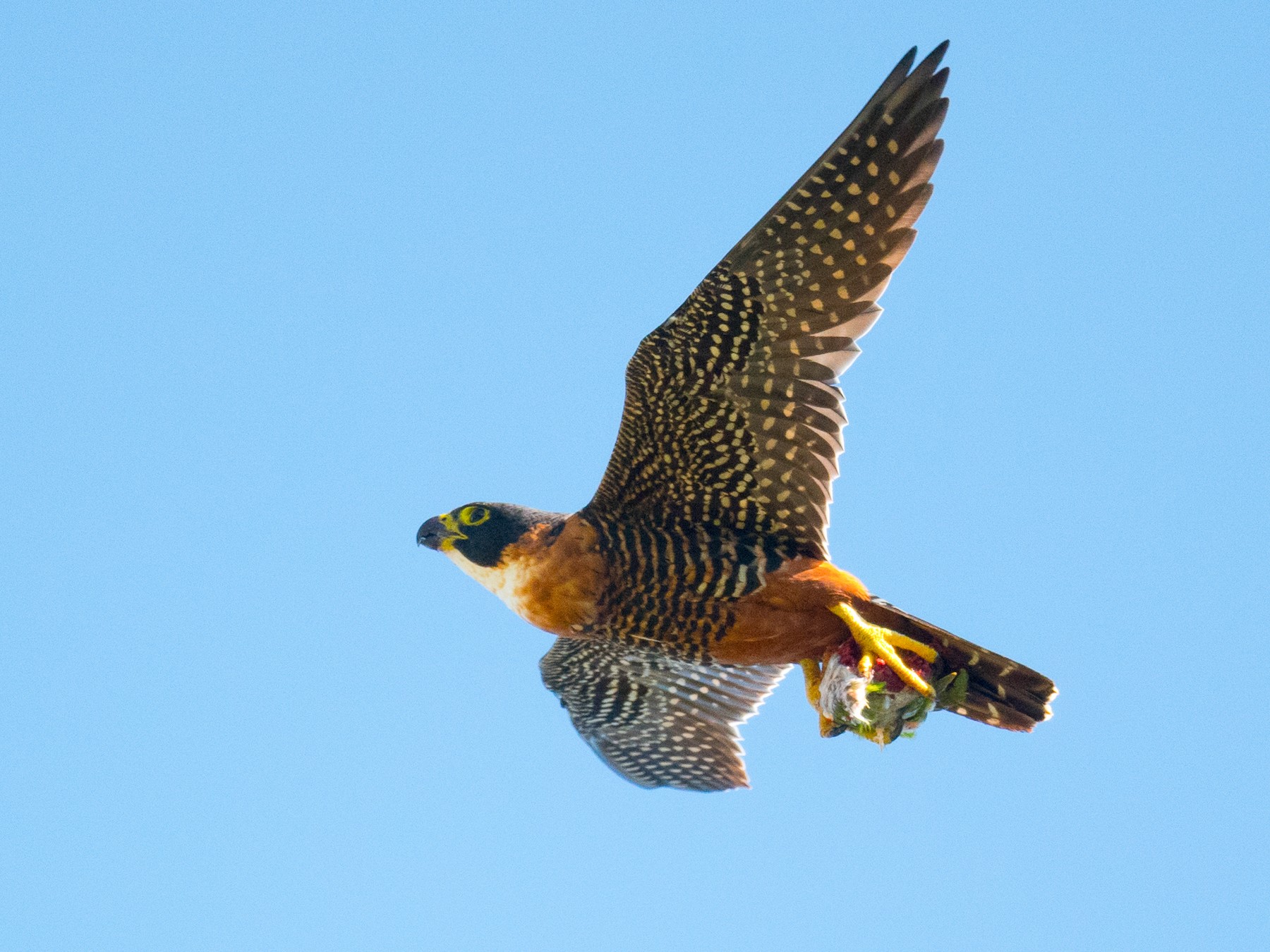 Orangebreasted Falcon eBird