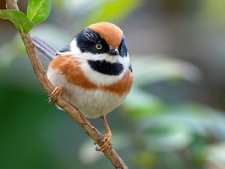 Black Throated Tit Aegithalos Concinnus Birds Of The World