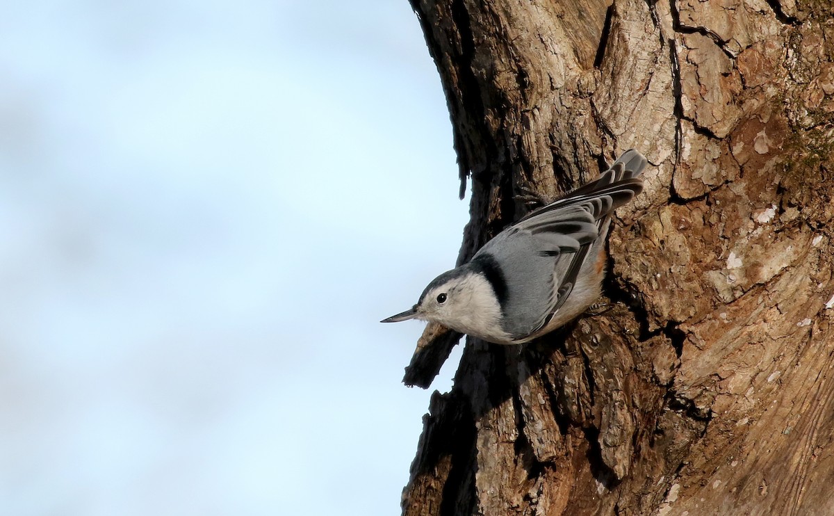White-breasted Nuthatch (Eastern) - ML289974441