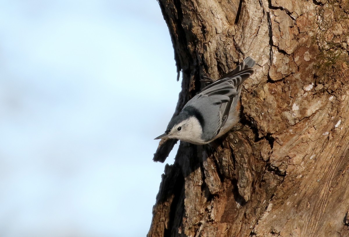 White-breasted Nuthatch (Eastern) - ML289974451