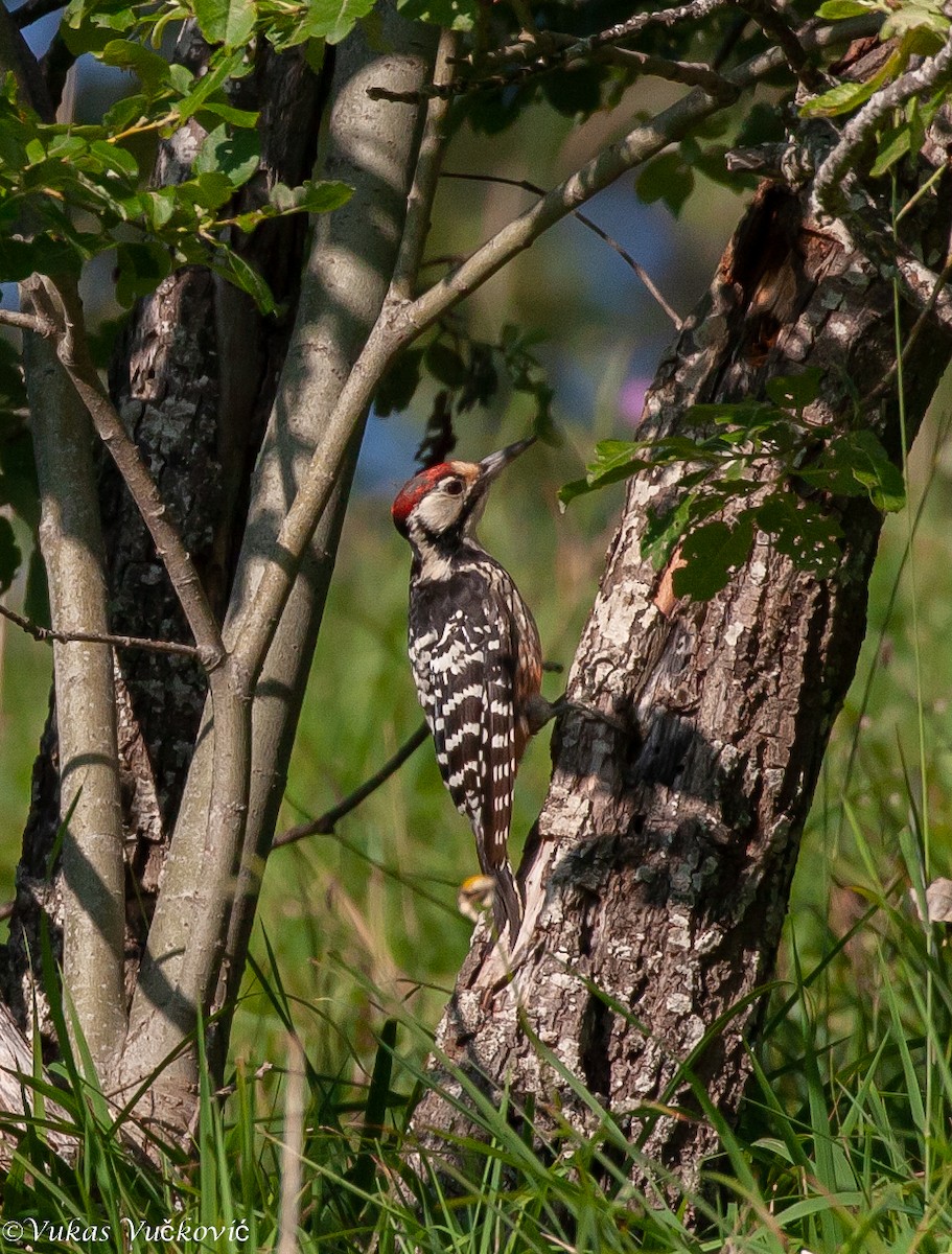 White-backed Woodpecker (Lilford's) - ML289974541